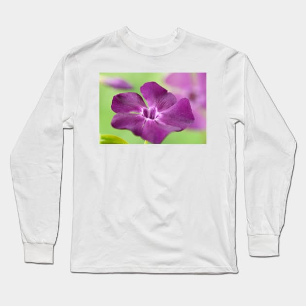 Vinca minor  &#39;Atropurpurea&#39;   AGM  Dark purple-flowered periwinkle  Syn.  Vinca minor &#39;Purpurea&#39;  Vinca minor &#39;Rubra&#39; Long Sleeve T-Shirt by chrisburrows